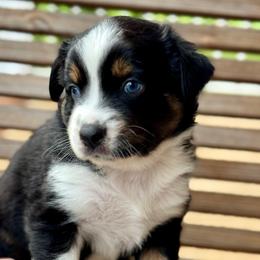 Java - Black tri-color male Australian Shepherd puppy in Beaverdam, Virginia from Cimmarun Farm Aussies