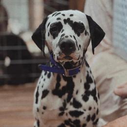 Sage - Dalmatian
