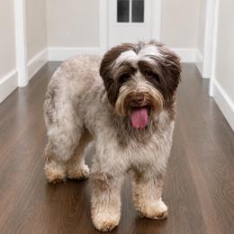 Cold Brew - Australian Labradoodle