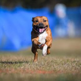 Staffordshire Bull Terrier All Grown Up from Empire Kennel Staffords