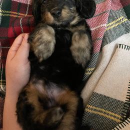 Dachshund Puppies from MNE Miniature Dachshunds