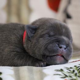 Red Collar - Blue brindle male American Bully puppy in Easton, Maryland from Night Court Bullies