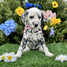AKC LUA Pink Girl - White and black female Dalmatian puppy in Hillsville, Virginia from Spot On Dalmatians