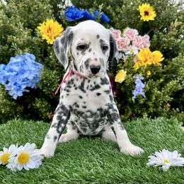 AKC LUA Pink Girl - White and black female Dalmatian puppy in Hillsville, Virginia from Spot On Dalmatians