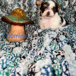 Domino - Parti male Yorkshire Terrier puppy in Clarksburg, Indiana from Hidden Gems Parti Yorkies