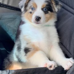 Australian Shepherd Puppies from Spectacular Aussies