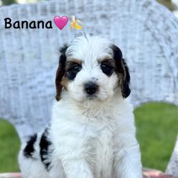 Banana - Tri-color female Bernedoodle puppy in Lancaster, Minnesota from Richardville Hunde