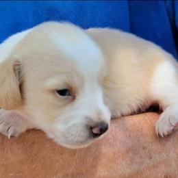 TEDDY - Piebald male Dachshund puppy in Fort Worth, Texas from Chadwick Farms Mini Dachshunds