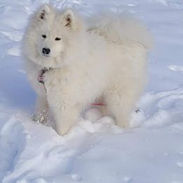 Samoyed Puppies from Hill Country Samoyeds