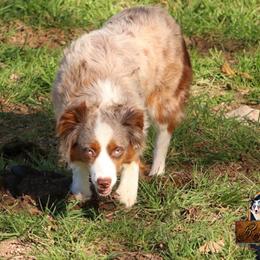 Miniature Australian Shepherd puppies from Best Little Aussies