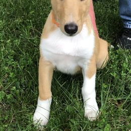 Collie Puppies from Tango Collies