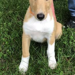 Collie Puppies from Tango Collies