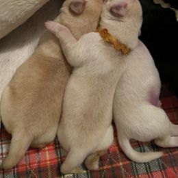 Labrador Retriever Puppies from Tobyan Labradors