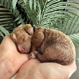 Black collar - Parti male Assorted Doodle Crosses puppy in Marysville, California from Dailey Doodles and Dachshunds