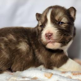 Sage - Red and white female Siberian Husky puppy in Buckeye, Arizona from Anime Huskies