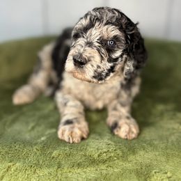 Aurora - Blue merle female Aussiedoodle puppy in Monroe, North Carolina from The Klepper Homestead