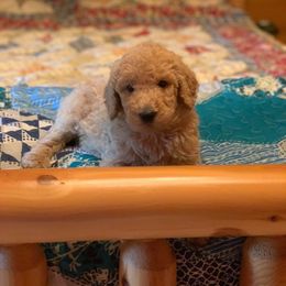 Goldendoodle Puppies from Bear Ridge Doodles