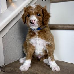 Fig - Apricot male Goldendoodle puppy in Murrieta, California from Apricot Poodles & Goldendoodles, LLC