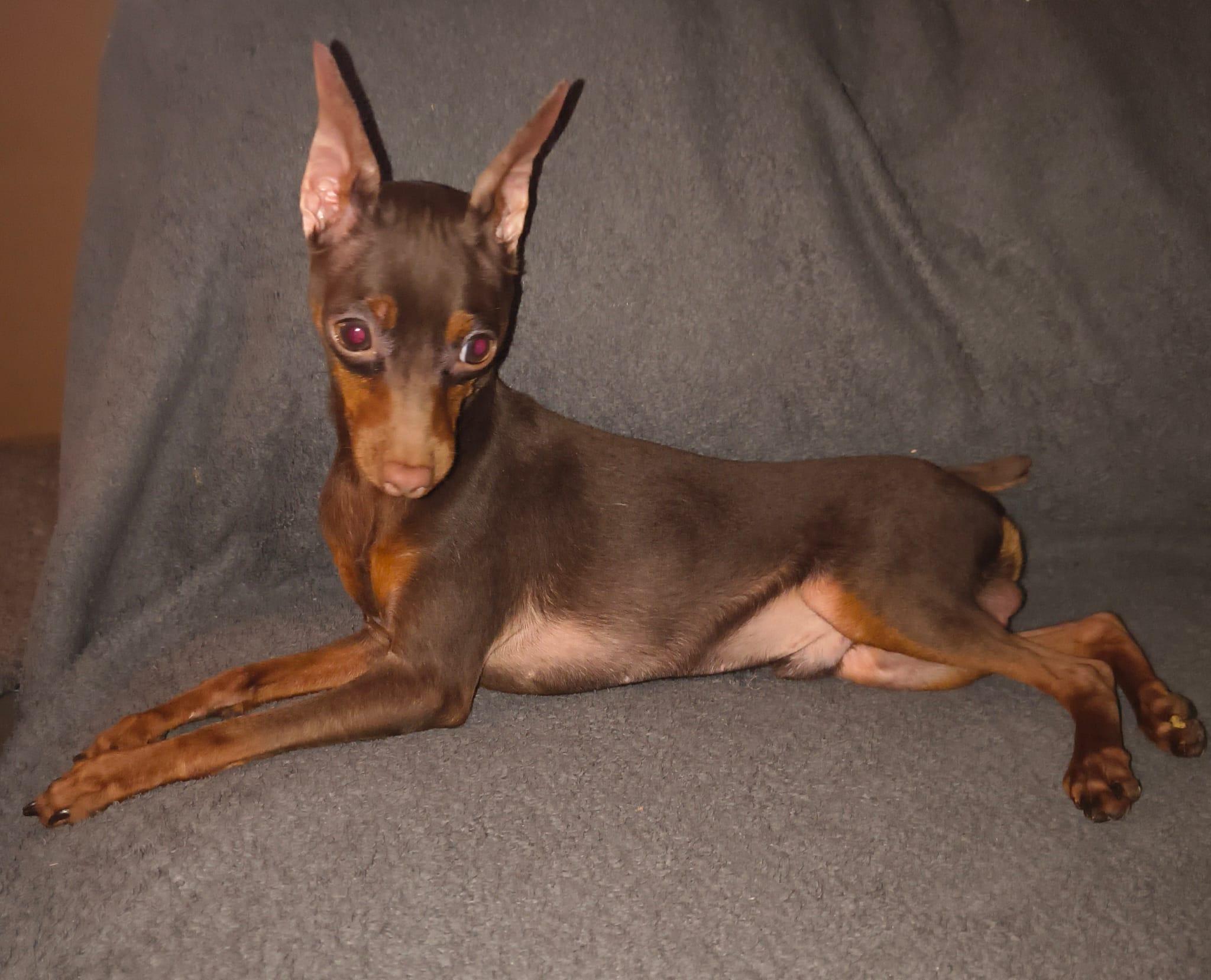 3.5LB ICON AKA HOUDINI