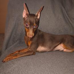 ICON AKA HOUDINI - Miniature Pinscher