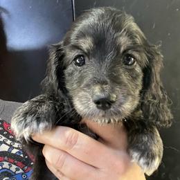 Pop - Black and cream female Dachshund puppy in Bigfork, Minnesota from Dachshunds Up North