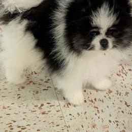 Buster - Black parti male Pomeranian puppy in Syracuse, New York from Precious Fancy Feet Pomeranians