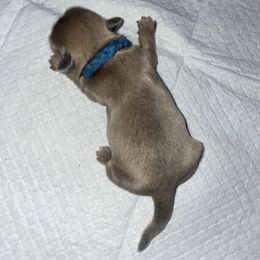 Neo - Gold male Shih Tzu puppy in Pleasant Shade, Tennessee from Kuntry Tyme Shih Tzus