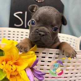 Slate - Blue male French Bulldog puppy in Bowman, Georgia from Companion Creek Farm