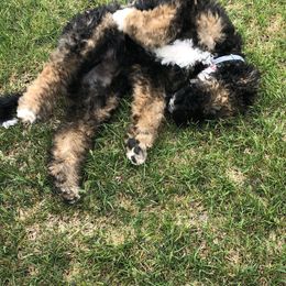 Bernedoodle Puppies from VidaDoodle