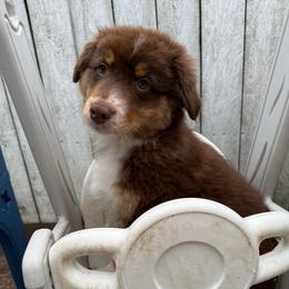 Hot Pink - Red tri-color female Australian Shepherd puppy in Grand Rapids, Michigan from Griffin Tides - Australian Shepherds