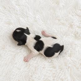 Boy 1 - Black and white male Cocker Spaniel puppy in Wahiawa, Hawaii from Versatile Ohana