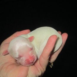 Havanese Puppies from Selah Havanese