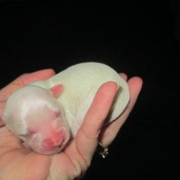Havanese Puppies from Selah Havanese