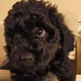 Thumper - Black male Cavapoo puppy in East Providence, Rhode Island from Marta's Cavaliers