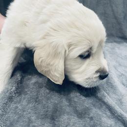 Golden Retriever Puppies from Valiant Goldens