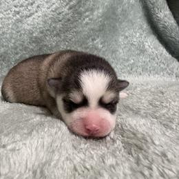 Eclipse - Black and white female Pomsky puppy in Valparaiso, Indiana from Valparaiso Pomskys