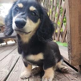 Dachshund Puppies from Katie Light
