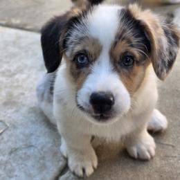 Penelope - Blue female Pembroke Welsh Corgi puppy in Duarte, California from Duarte Pups