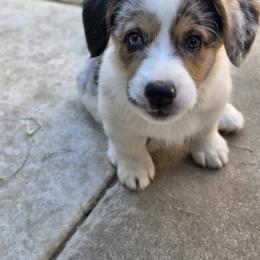 Penelope - Blue female Pembroke Welsh Corgi puppy in Duarte, California from Duarte Pups