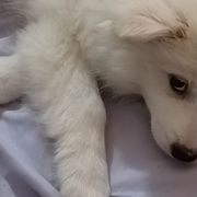 American Eskimo Dogs and Pomskies from House Snow: Kahleesie's Fireborn Pomskies