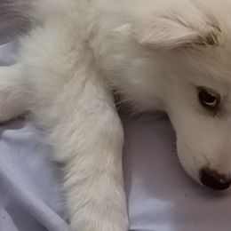 American Eskimo Dogs and Pomskies from House Snow: Kahleesie's Fireborn Pomskies