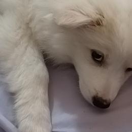 American Eskimo Dogs and Pomskies from House Snow: Kahleesie's Fireborn Pomskies