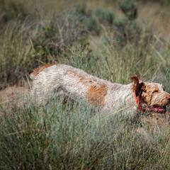 Bracco Italiano and Spinone Italiano All Grown Up from Millers Point Versatile Gun Dogs