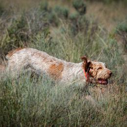Bracco Italiano and Spinone Italiano All Grown Up from Millers Point Versatile Gun Dogs