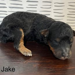 Jake - Black tri-color male Aussiedoodle puppy in Lebanon, Missouri from Cobbs Creek Canines