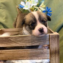 Carlo ( Yellow Collar) - Red male Pembroke Welsh Corgi puppy in North Charleston, South Carolina from Corgivilla