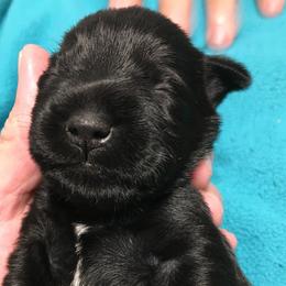 Miniature Schnauzer Puppies from Pamela Aumueller