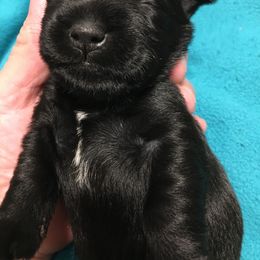 Miniature Schnauzer Puppies from Pamela Aumueller