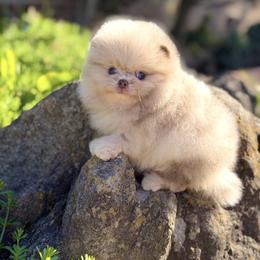 Dooney - Lavender male Pomeranian puppy in Stockton, California from Pommiepalace