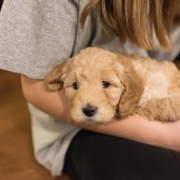 Goldendoodle Puppies from Stone Hearth Doodles